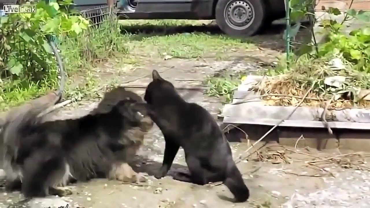 BEST JOKES / ЛУЧШИЕ ПРИКОЛЫ #208