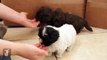 Tiny Havanese Puppies Nibble on Fingers - Puppy Love