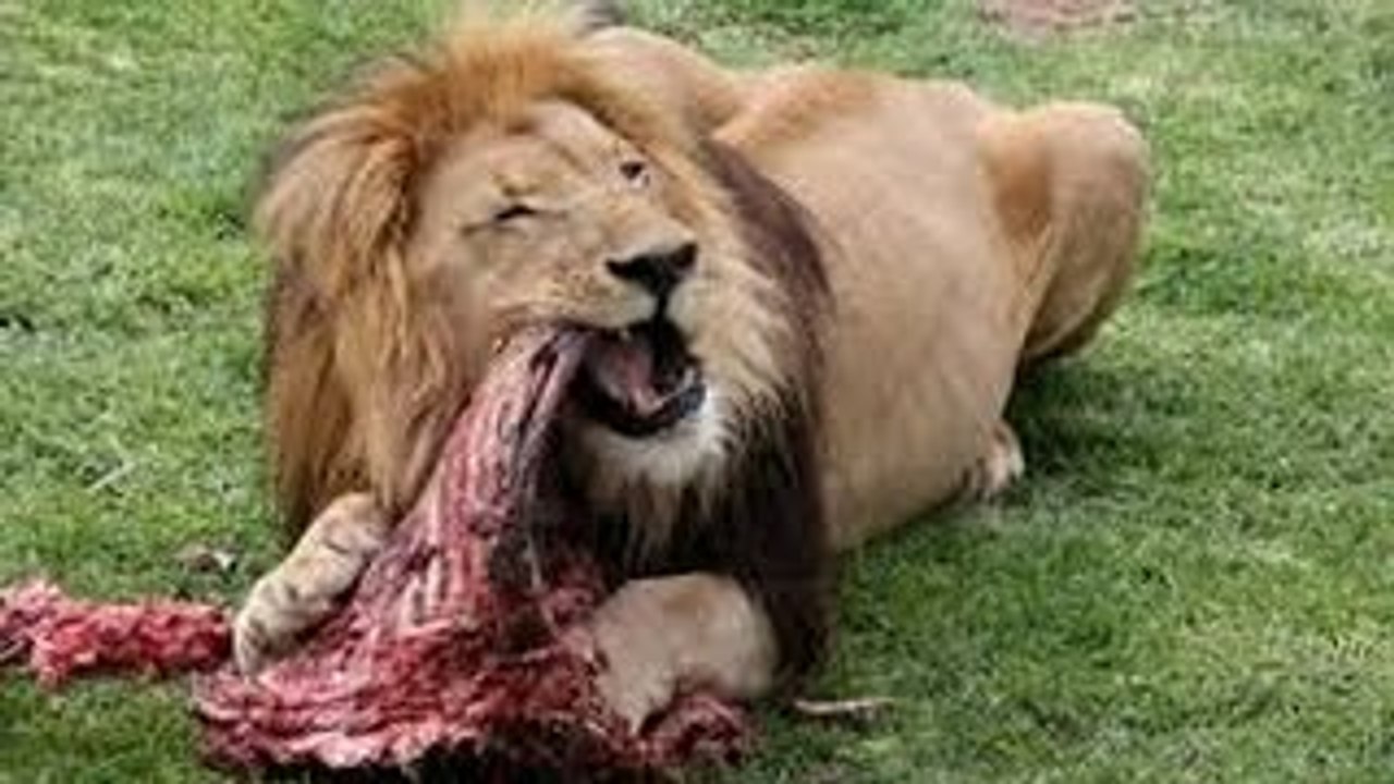 Lions Documentary _Lion & Hyenas Attacking Their Prey to Death