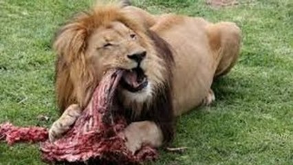 Lions Documentary _Lion & Hyenas Attacking Their Prey to Death