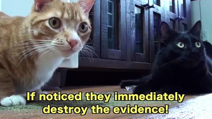 9 Signs Cats Are Plotting World Domination!