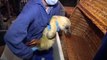 Emotionele (illegale) zeehondenverzorger: In Pieterburen doen ze er niet mee wat ik wil - RTV Noord
