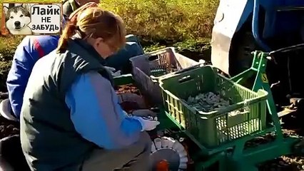 Современая посадка чеснока