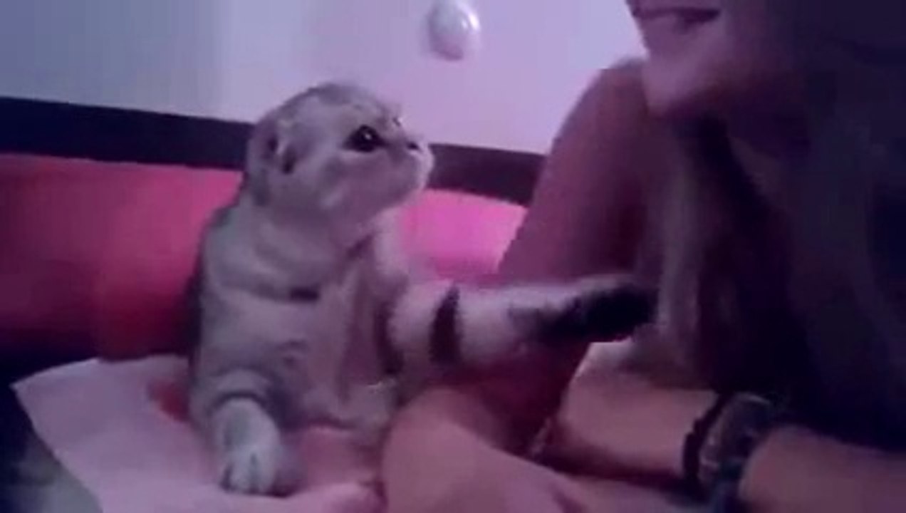 Cat Ask For Kiss
