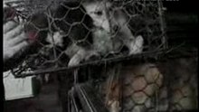 China_dog_cat_fur_boards2