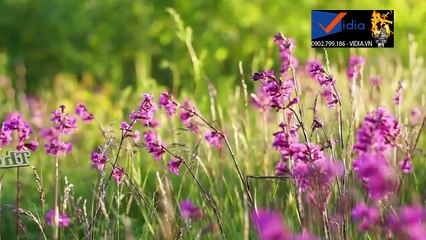 Karaoke Hoa Cỏ Mùa Xuân_Hồ Trung Dũng