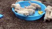 Golden Retriever Pups Cry For Water In Their Pool