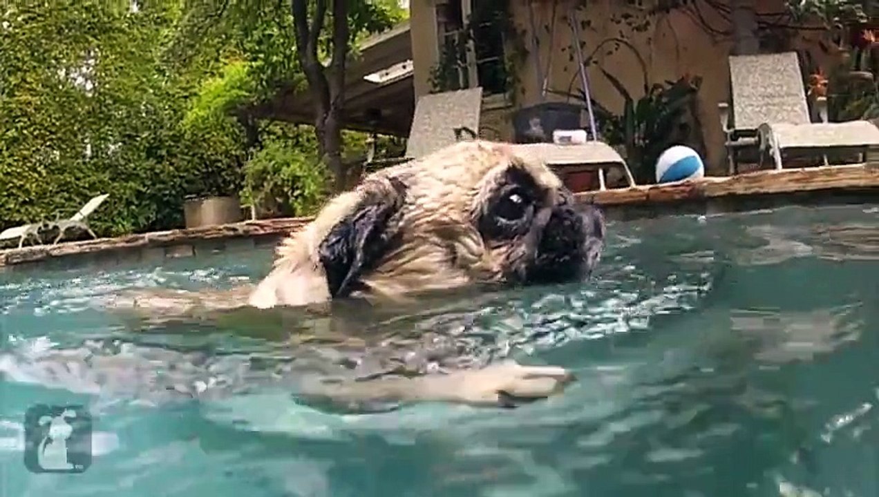 Dogs At Play