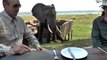 Zimbabwe Bull Elephant Crashes Into Tourists at Mana Pools