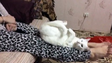 Смешные животные  Кошка кувыркается!!   Funny animals  Cat tumbles !!