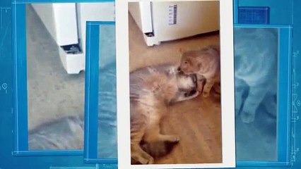 Эти Забавные КошкиI самое смешное видео I FUNNY ANIMALS