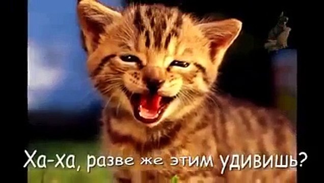 Best Funny Animals compilation 2015 Смешные Кошки или Конкурс Слабо по кошачьи!!!