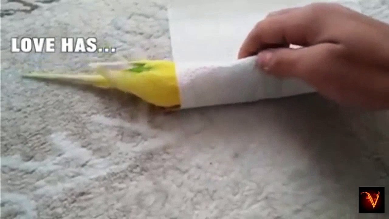 Funny animal 2016,Touching video about parrots