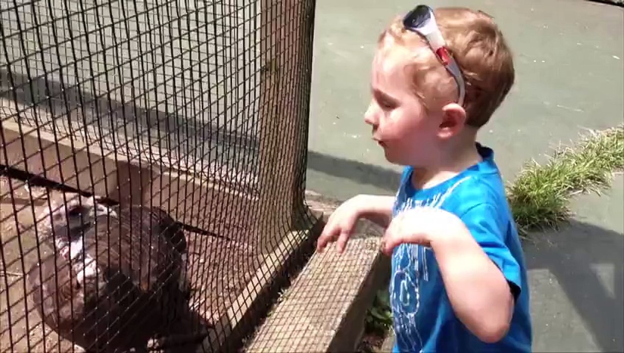 Thanksgiving Songs for Children - A Turkey Dance - Dance Songs for Kids by The Learning St