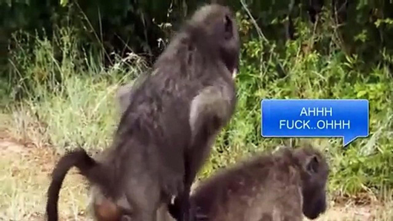 Animals Breeding Attack Girl | Funny Animals Breeding