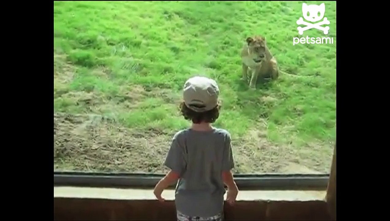 Tiger Attack: Boy Loses Arm At Brazil Zoo