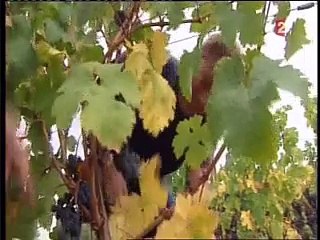 Le SC Chinon dans Rencontres à XV