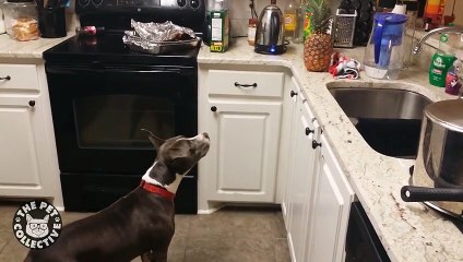 Baby the ultimate swearing Umbrella Cockatoo