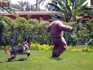 لان تصدق الطاعة العمياء لهذا الكلب المصرى