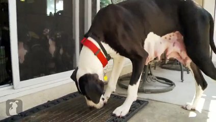 Spoiled Great Dane Throws Hissy Fit | Tantrum Pup