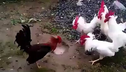 الفرق بين دجاج البلدي و دجاج الرومي