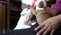 Wrinkly Bulldog Puppy Howls! SO DARN CUTE! - Puppy Love