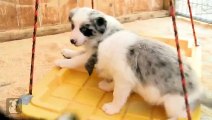 Beautiful Border Collie Puppies DESTROY Ballerina Tutu! - Puppy Love