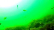 A GoPro view from the bottom of the ocean