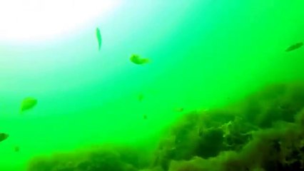 A GoPro view from the bottom of the ocean
