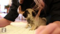 Cutest Pug Puppy Meets Stuffed Animal - Puppy Love