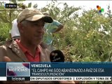 Venezuela: Comuna Los Caminos de Bolívar impulsa proyectos productivos