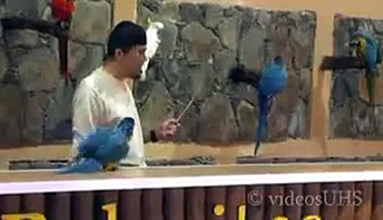 Parrots educator