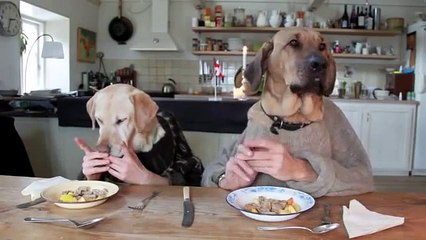 Прикол, собаки завтракают в ресторане