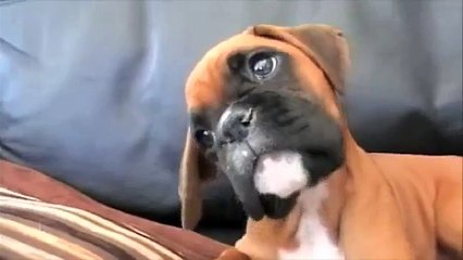 Ascolta la voce della padrona per telefono e la sua reazione è davvero adorabile