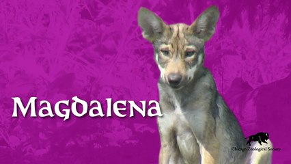 Find out the Wolf Pups' Names!