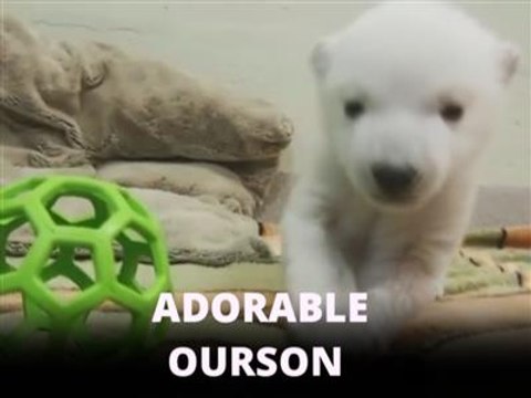 Trop mignon : un ourson polaire fait ses premiers pas !