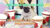 5 Things You Didnt Know About Doug The Pug
