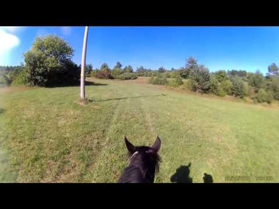 DANCING HORSES?! Minecraft Funny Moments!