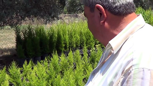 Saksıda Limon Servi Ardıç Toprak Hazırlığı Köklendirme Kuruma Bakım Gübreleme