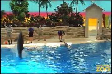 Dolphin Shows at Brookfield Zoo
