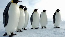 Animal Life Video: Under the Ice of Antarctica Documentary (Animal Documentary Full Length