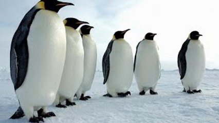 Animal Life Video: Under the Ice of Antarctica Documentary (Animal Documentary Full Length