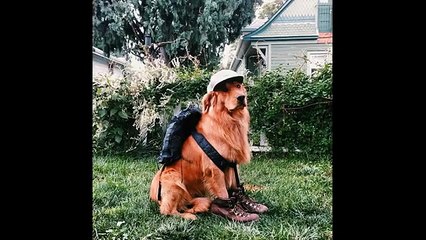 Porta il suo cane in giro per il mondo...ecco la sua reazione