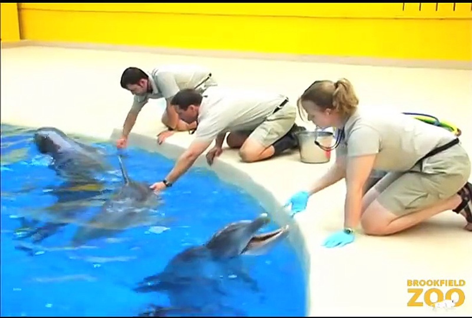 ⁣Dolphins Return to Brookfield Zoo