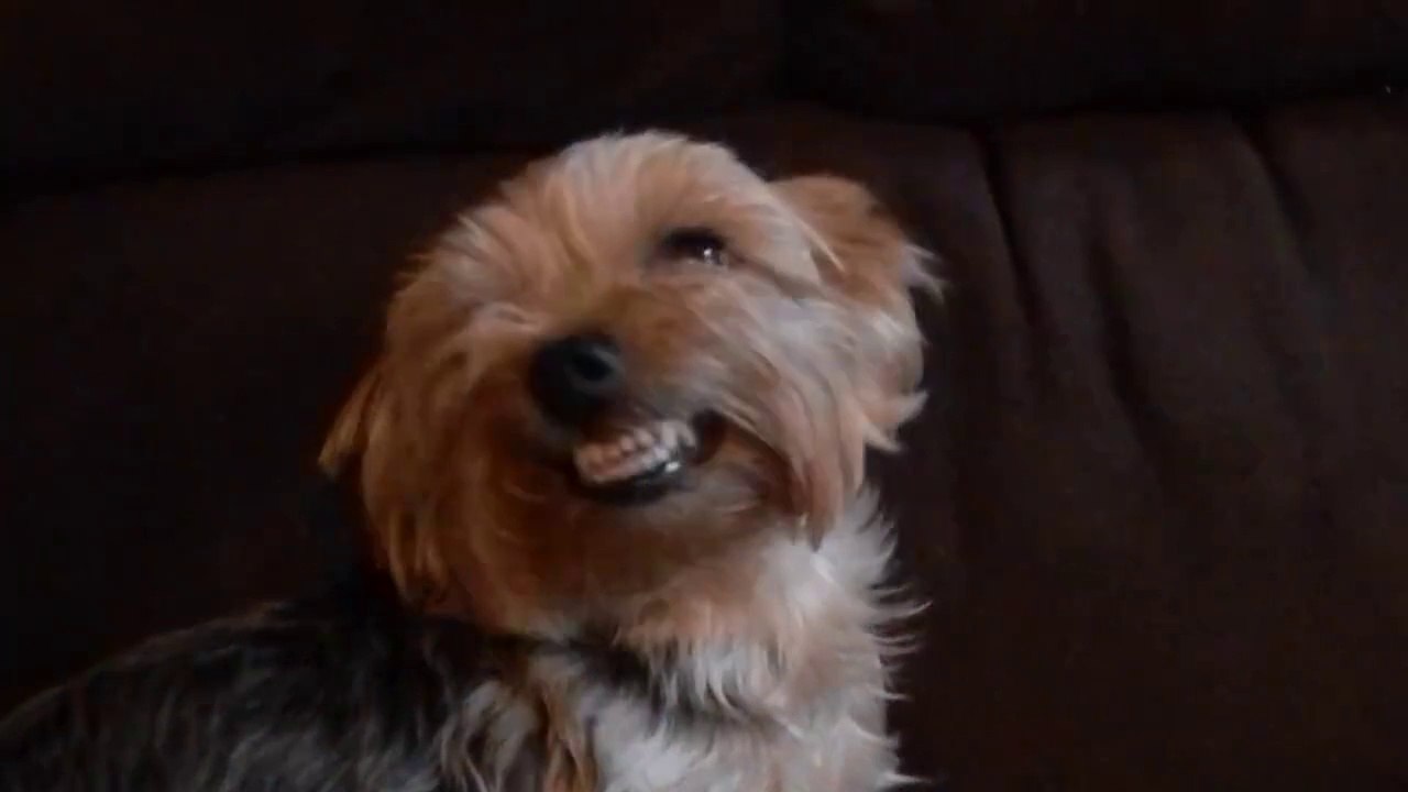 Des chiens qui sourient à la caméra - Compilation d'animaux hilarants