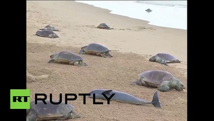 Dead sea turtles wash up ashore in India