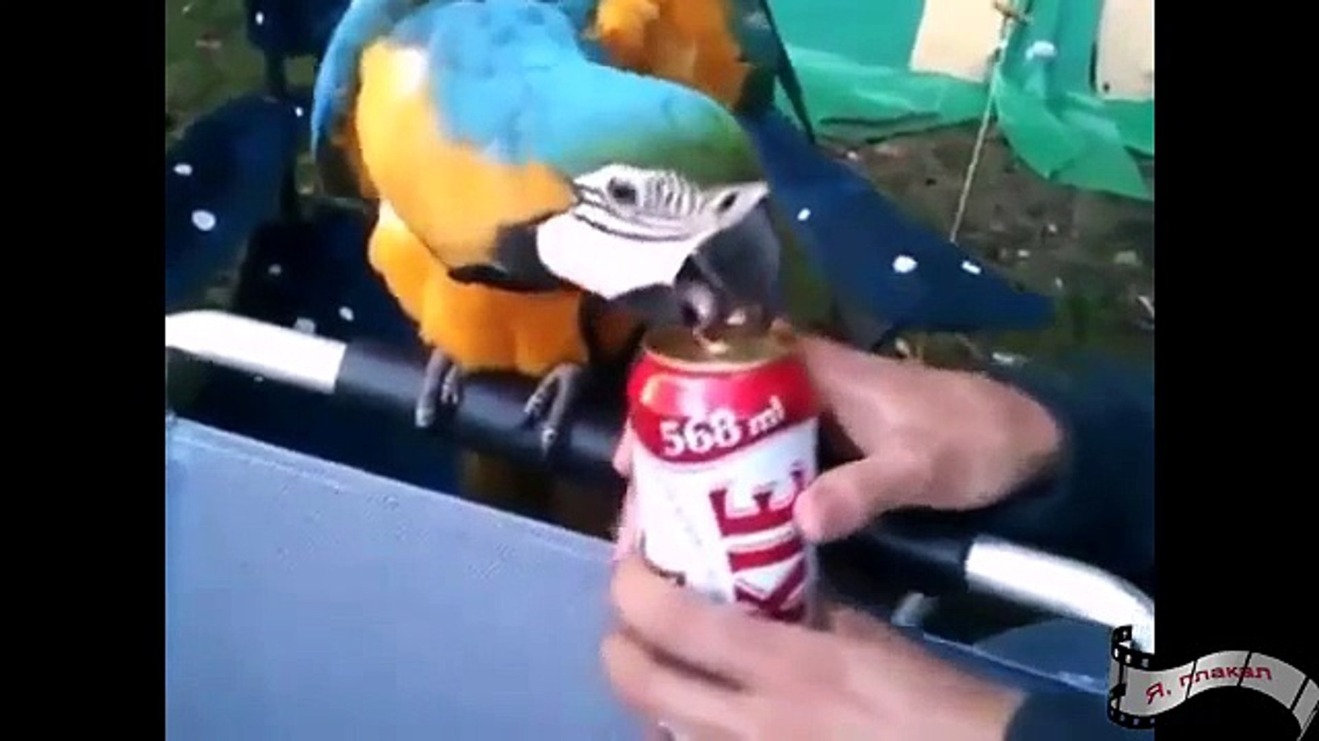 ⁣Смешные, юморные животные Животные с людьми, много ржача
