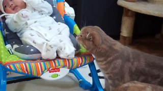 귀여운 아기와 고양이들의 첫만남 Cats' First Encounter with a Baby 赤ちゃんと猫たちの初の出会い[SURI&NOEL]