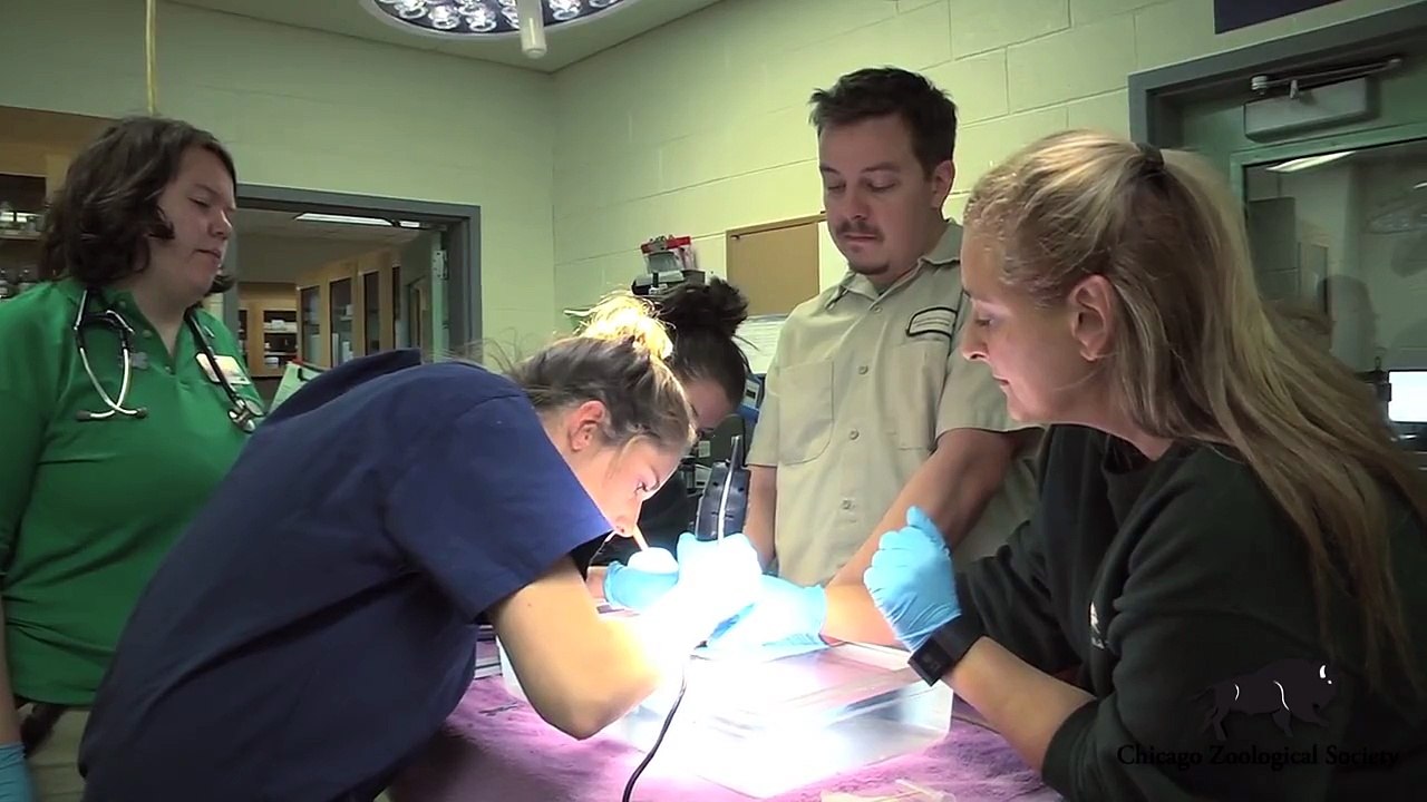 Dr. Mike's Video Blog  Dogface Pufferfish Dental Work