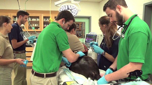 Dr. Mike's Video Blog Sea Lion Wellness Exams